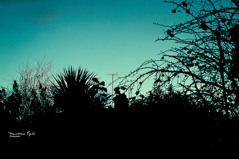 A silhouette of trees and bushes against a dark turquoise sky.