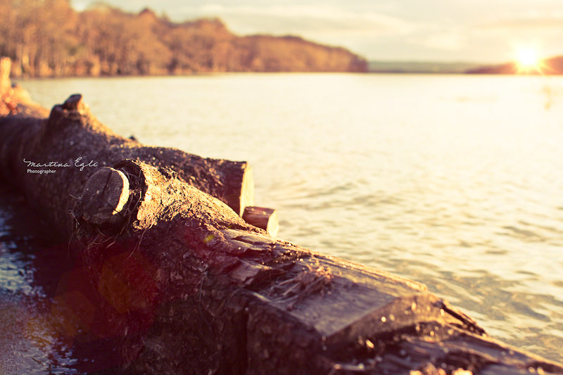 A log on the shore of Loch Lomond.