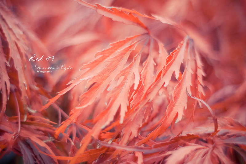 Leaves of the Japanese red maple tree.