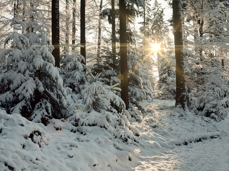 A path of light illuminates a winter forest.