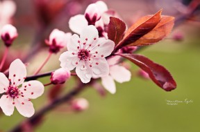 A blossom Tree.