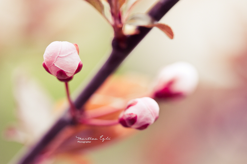 The first buds on a tree in spring.