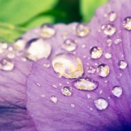 Rain drops on a petal.