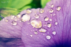 Rain drops on a petal.