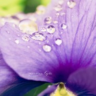 Rain drops on a flower.