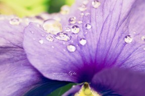 Rain drops on a flower.