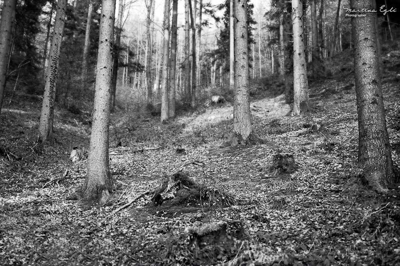 Trees in a forest