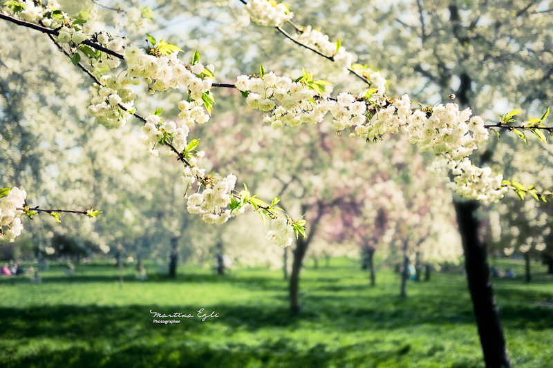 Blossoms on a tree in Regents Park, London.