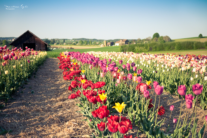 Rows of Tulips in a field in Switzerland.