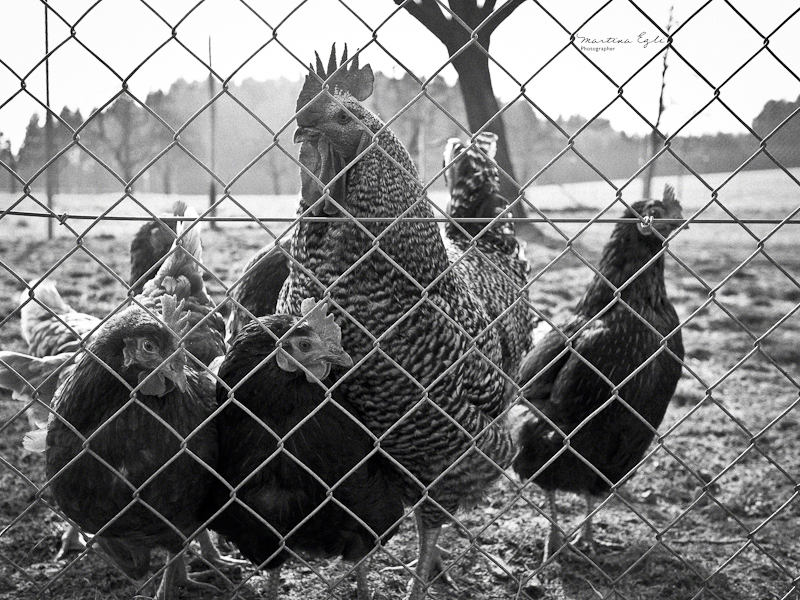 A Cock and his Hens.