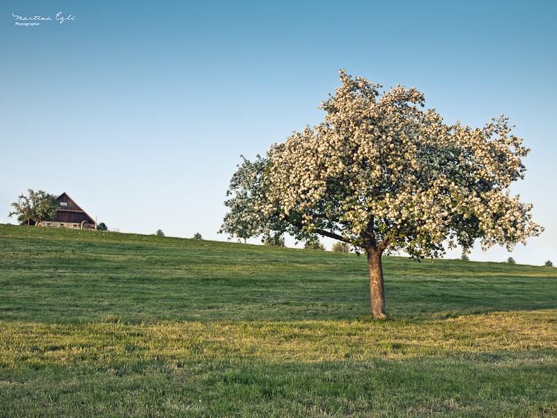 a tree in full bloom, a barn on the horizon.