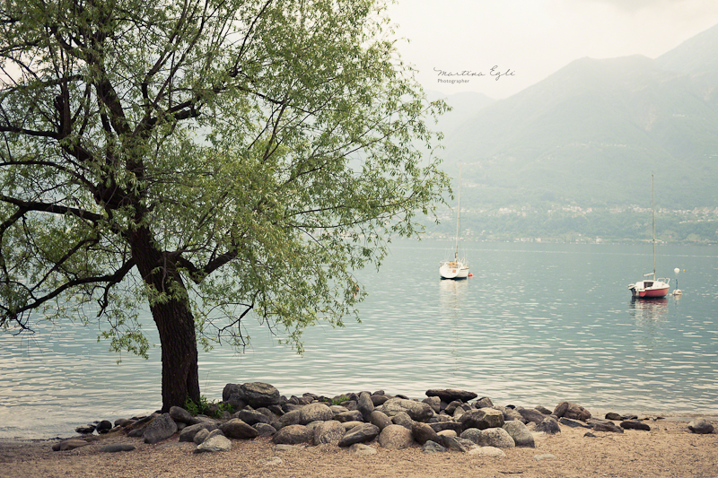 A tree overlooking a serene lake, a mountain climbs into the mist.