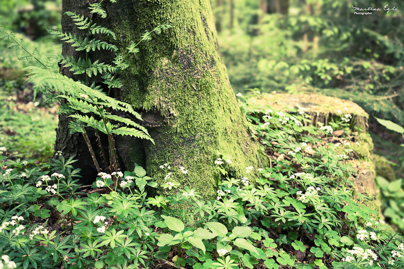 A tree covered in moss, surrounded by green leafy plants