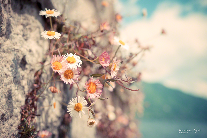 Daisies gowing wild on a cliff edge.