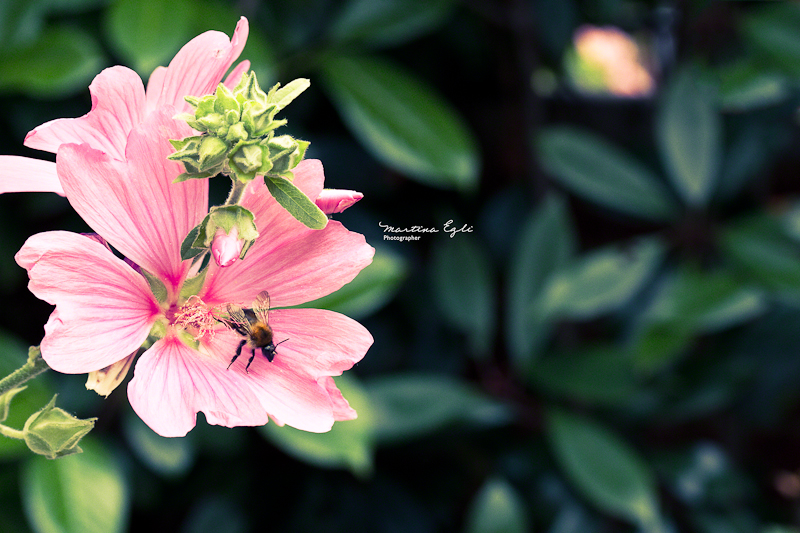 A bee collects pollen from a pink flower