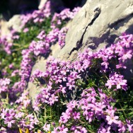 Small Alpine Flowers