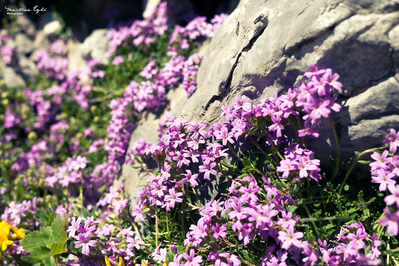 Small Alpine Flowers