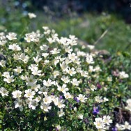 Alpine Flowers