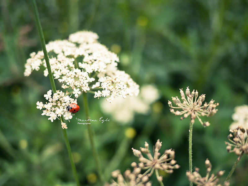A ladybird on a yarrow.