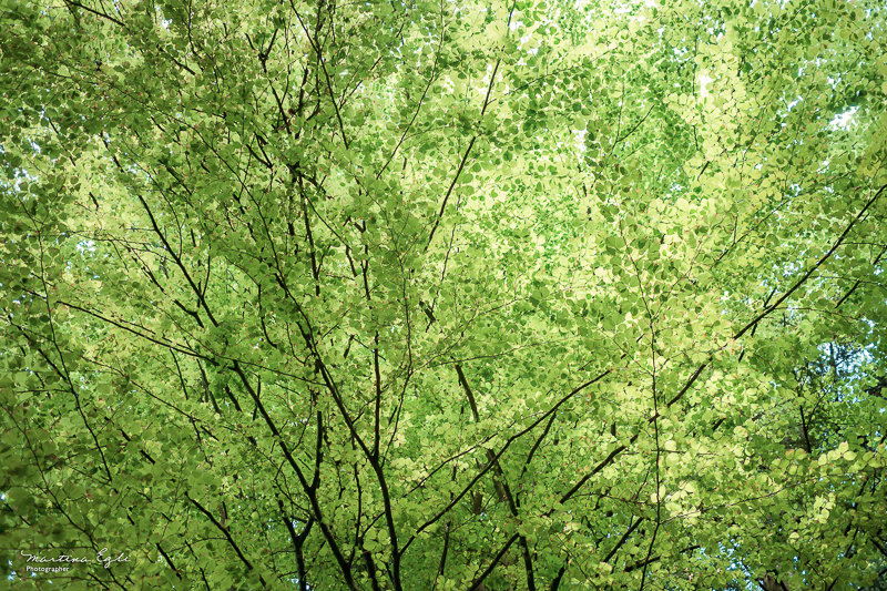 The uppermost branches of trees in a forest, forming a continuous layer of foliage.