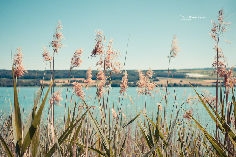 Long stemed plants (pampas grass) along the edge of an aqua marine lake.