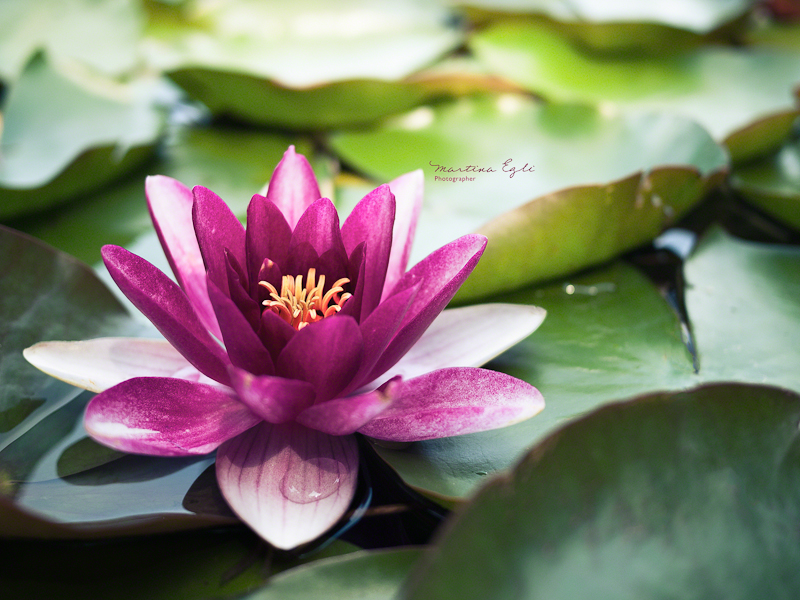 A Lilac Lily floating on a bed of leaves