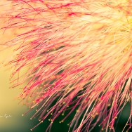 A beautiful flower from a Mexian Fairy Duster tree.