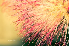 A beautiful flower from a Mexian Fairy Duster tree.