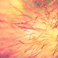 A beautiful flower from a Mexian Fairy Duster tree.