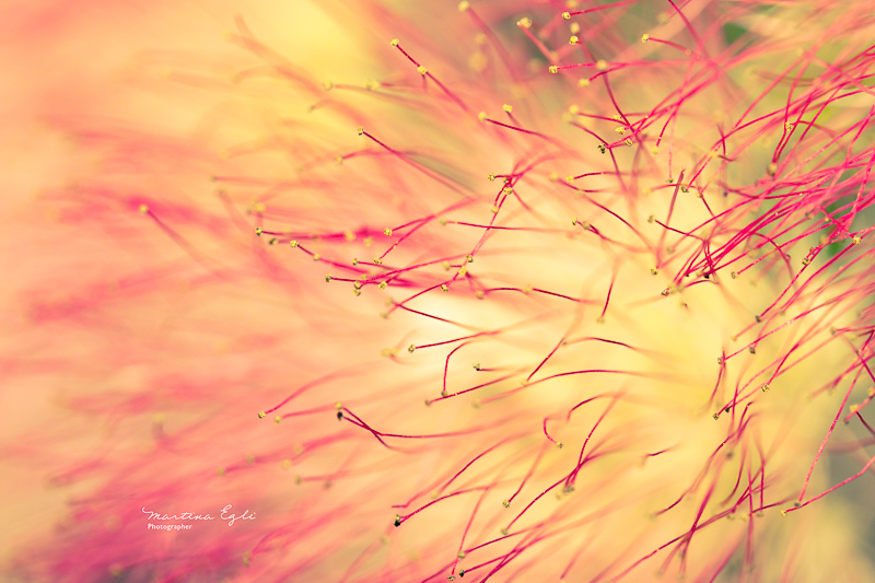 A beautiful flower from a Mexian Fairy Duster tree.