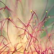 A beautiful flower from a Mexian Fairy Duster tree.