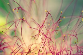 A beautiful flower from a Mexian Fairy Duster tree.