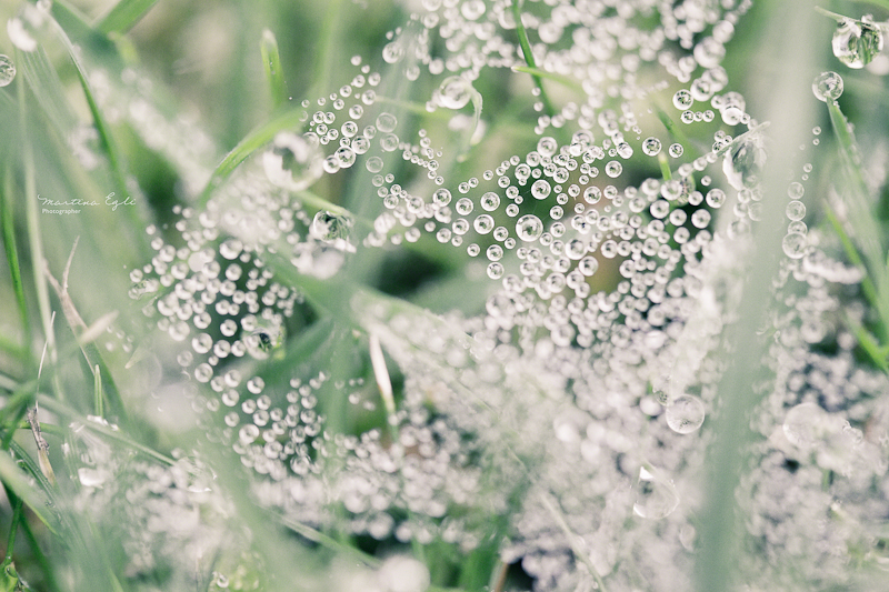 Dew on a spider web