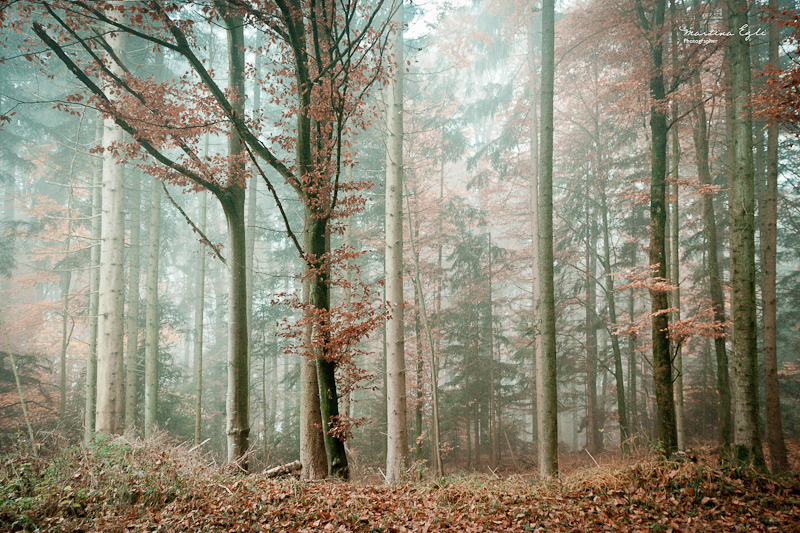 A misty forest in the autumn