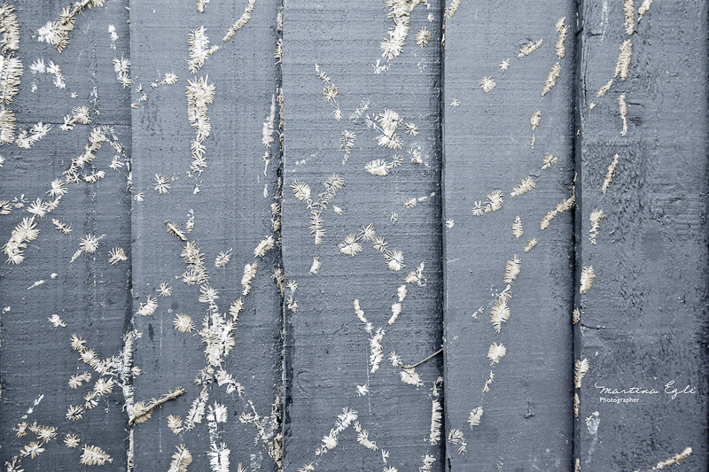 A wodden fence painted blue covered with plants.