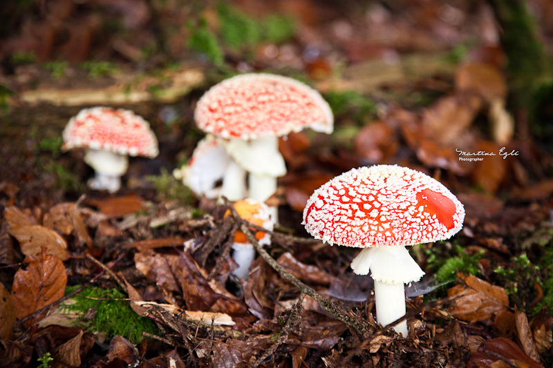 Three toadstools in a forest.