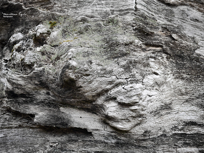 Roughly hewn wood from an old oak tree