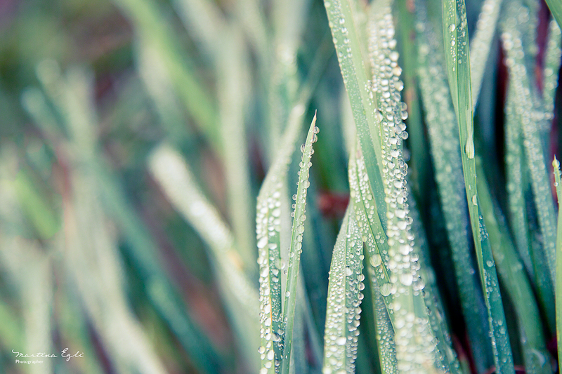 A macro of dew on grass.
