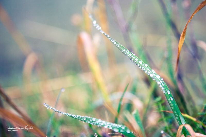 Dew on a blade of grass