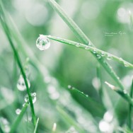 A water droplet on a blade of grass.