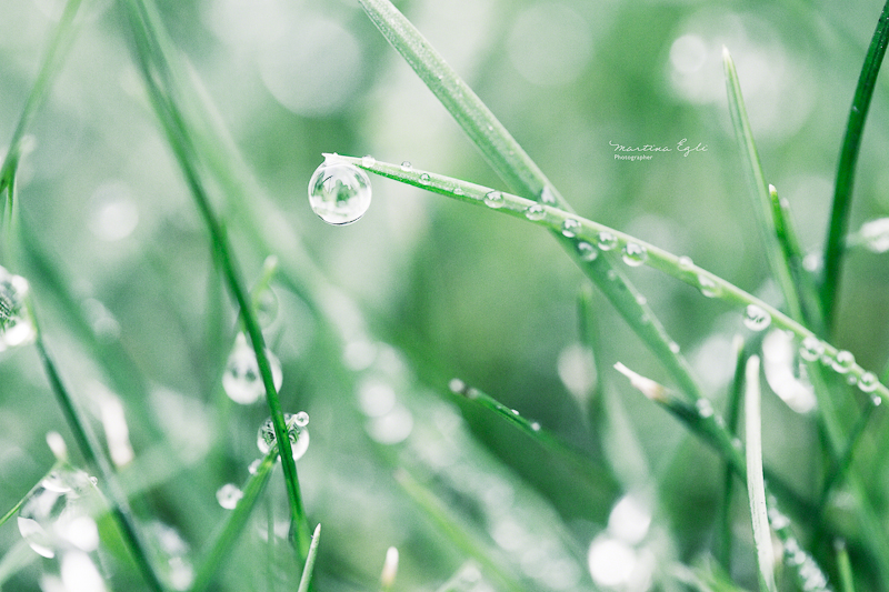 A water droplet on a blade of grass.