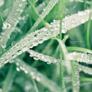 Water droplets on grass.