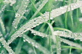 Water droplets on grass.