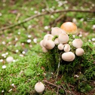 A cluster of round mushrooms on moos.