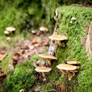 Mushrooms on a moos covered trunk.