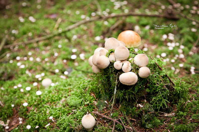 A cluster of round mushrooms on moos.