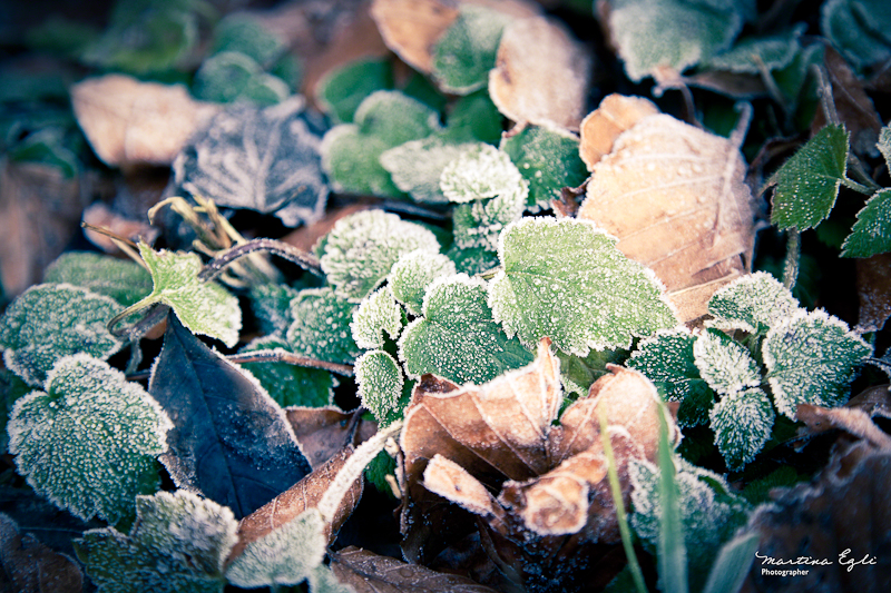 Fallen leaves on the forest ground.