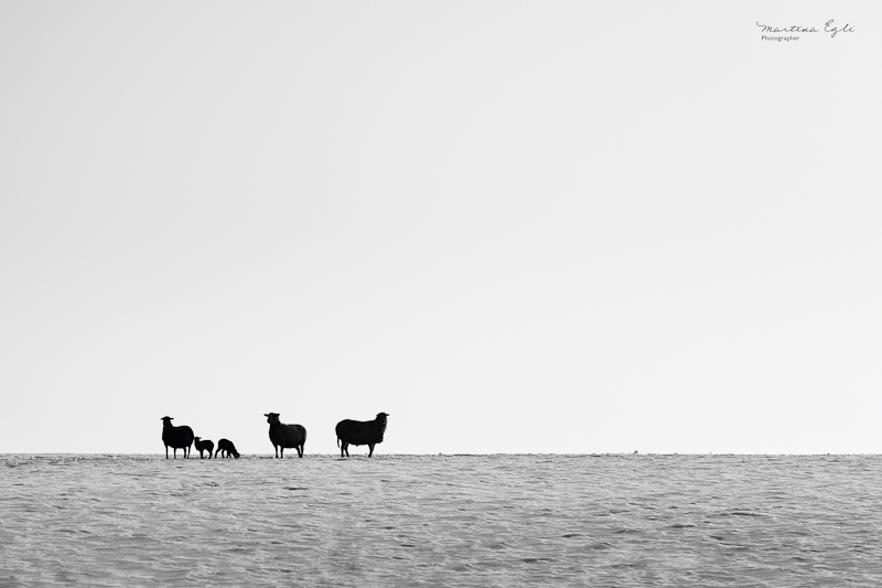 Silhouette of a flock of sheep on the top of a snowy hill in black and white.