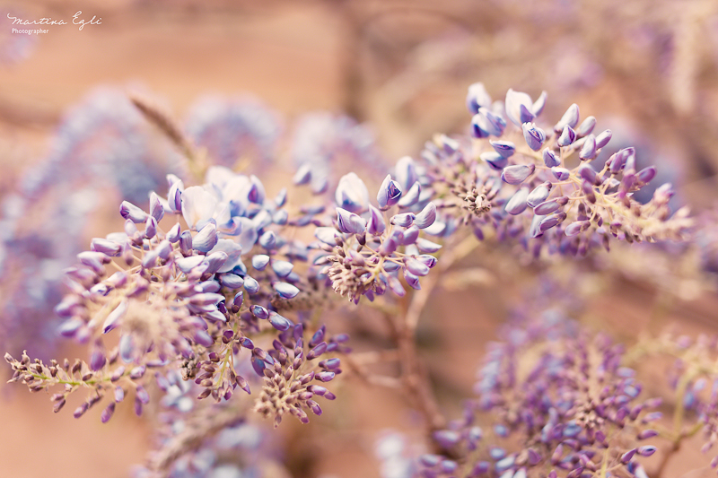 A Lilac flower with a shallow depth of field.