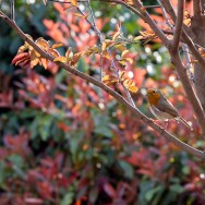 A robin is perched in a tree, observing us.